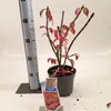 Euonymus alatus ‘Compactus’ – krzew skrzydlaty | 30–40 cm w Podgląd zdjęcia produktu 3