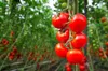 PLANTON P Mehrkomponentendünger für Tomaten 200g Produktbild-Vorschau 6