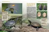 Europäische Sumpfschildkröten Anteprima dell’immagine prodotto 3