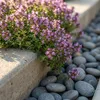 Bloomique - Lot de 6 - Thymus Red Carpet - Thym rouge - Voir les images du produit 2