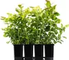 Four black pots containing blueberry plants are arranged in a tray against a white background. Anteprima dell’immagine prodotto