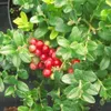 A close-up of a lingonberry plant with ripe red berries. Produktbild-Vorschau