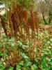 Matteuccia struthiopteris, Straußenfarn, 30–40 cm Produktbild-Vorschau 8