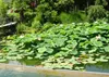 SAFLAX Anzucht Set - Indische Lotusblume - Nelumbo nucifera Produktbild-Vorschau 9