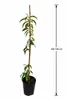 Pfirsichbaum Prunus persica ‘Precoce’ – früher Pfirsich, Produktbild-Vorschau 5