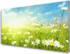 Acrylglasbilder 100x50 Wandbild Druck Wiese Gänseblümchen Produktbild-Vorschau 1