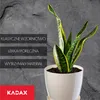 Květináč KADAX "Turi", květináč s podšálkem, 28 cm, krémový Náhled obrázku produktu 7