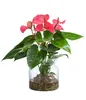 Dehner Waterplant Flamingoblume, Anthurium Rosa Champion, Produktbild-Vorschau 1
