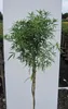 Hochstamm Orangenblume Aztec Pearl - Choisya ternata - 80cm Produktbild-Vorschau 1