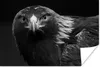 MuchoWow® Poster Bussard - Vogel - Tiere - Schwarz - Weiß Produktbild-Vorschau 1