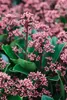 Skimmia japonica 'Rubella', immergrün, rote Knospen, 25–30 Produktbild-Vorschau 10