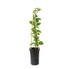 Lonicera heckrottii Goldflame 60–80 cm – Duftendes Produktbild-Vorschau 4