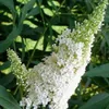 3 x Summer Lilac Assortment: Zestaw 3 krzewów Podgląd zdjęcia produktu 6