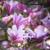 GreenboutiQ - Gartenpflanze - Magnolia Betty - Blüte Weiß - Produktbild-Vorschau 4