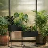 A collection of plants in planters in what appears to be a greenhouse or sunroom. Produktbild-Vorschau
