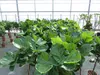 Ficus lyrata | Geigenfeige | Feigenbaum | 125 - 155 cm | Produktbild-Vorschau 3