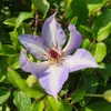 Clematis Misayo 2L Náhled obrázku produktu 6