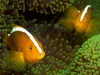 CALVENDO Puzzle Nemos in ihrem grünen Zuhause 1000 Teile Produktbild-Vorschau 3