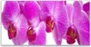 Acrylglasbilder 120x60 Wandbild Druck Blumen Pflanzen Produktbild-Vorschau 1
