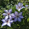 Clematis Misayo 2L Náhled obrázku produktu 8