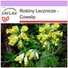 SAFLAX - Cowslip - 100 Nasiona - Primula veris Podgląd zdjęcia produktu 5