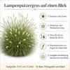 Stauden Gänge 1 x Pennisetum alopecuroides im 1 Liter Topf Produktbild-Vorschau 8