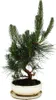 Bonsai - Pinus thunbergii - Pino nero giapponese - circa 19 Anteprima dell’immagine prodotto 3