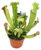 Trubkovitá rostlina - Sarracenia - Odrůda překvapení - 9cm Náhled obrázku produktu 2