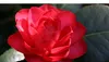 3x Camelia (Camellia Japonica) in rosso, rosa e bianco - Anteprima dell’immagine prodotto 4