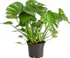 Dehner Fensterblatt-Monstera, geschlitztes Blattwerk, ca. Produktbild-Vorschau 1