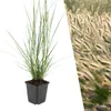 Plants by Frank | 12 Lampenputzergras Pflanzen | Pennisetum Produktbild-Vorschau 1