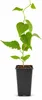 Kiwi ‘Hayward’ 50–70 cm – weibliche Actinidia deliciosa – Produktbild-Vorschau 4