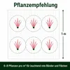 Stauden Gänge 1 x Imperata cylindrica 'Red Baron' im 1 Produktbild-Vorschau 9