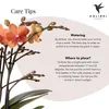 Kolibri Orchids – orchidea Phalaenopsis Orange – Mineral Náhľad obrázku produktu 2