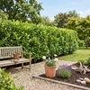 10 Kirschlorbeer- Pflanzen, Prunus laurocerasus Novita, Produktbild-Vorschau 4