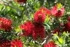 Close-up of red bottlebrush flowers and green leaves on a branch. Náhľad obrázku produktu