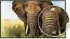 A close-up of an elephant's face, with a magnified circle showing a comparison between 4K and HD resolution. Produktbild-Vorschau