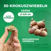 Riesen Krokusse Zwiebeln Winterhart Mehrjährig - 50 Produktbild-Vorschau 3