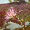 Seidenbaum  - Albizia 'Summer Chocolate'  | 30-40 cm in Produktbild-Vorschau 2