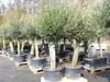 Olivenbaum Olive "60 Jahre" 200 - 240 cm, beste Qualität, Produktbild-Vorschau 5