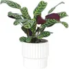Plante Dormeuse - Ctenanthe 'burle-marxii' - Hauteur Voir les images du produit 5
