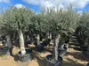 Olivenbaum XXL ca. 60 Jahre Alt Winterhart bis -17 Höhe ca. Produktbild-Vorschau 8