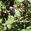 Blechspielzeug pickender Vogel grün 9cm stabil Blechvogel Produktbild-Vorschau 7
