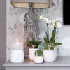 Kolibri Orchids – překvapivá krabička s rostlinami, výhodná Náhled obrázku produktu 8