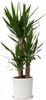 Juka - Yucca elephantipes - Wysokość 70–80 cm - ⌀21cm Podgląd zdjęcia produktu 7