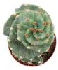 Cereus jamacaru "Spiralis" - Spirálový kaktus - v květináči Náhled obrázku produktu 2