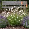 Stauden Gänge 3 x Gaura lindheimeri 'Whirling Butterflies' Produktbild-Vorschau 7
