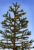 Araucaria araucana, Andentanne, 40–50 cm Produktbild-Vorschau 6