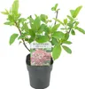GreenboutiQ - Rispen Hortensie - Hydrangea panniculata Pink Produktbild-Vorschau 3