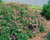 Spiraea japonica 'Little Princess', Zwerg-Spiere, rosa, Produktbild-Vorschau 11